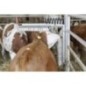 Cattle brush Texas, complete - 29310 Cattle brush Texas, complete - 29310