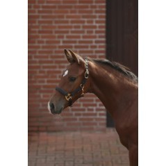3224748 KERBL, Bridles 