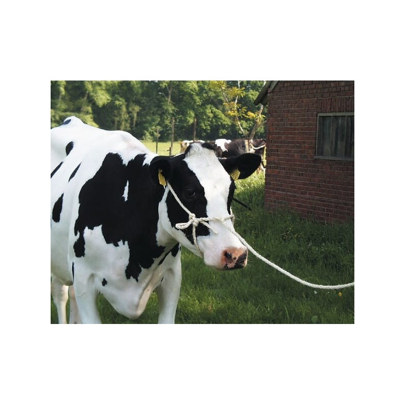 Halter mit Seil HD - 399063 Halter mit Seil HD - 399063