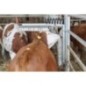 Spring for cattle brush - 6033KR Spring for cattle brush - 6033KR