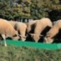 Futtertrog 1m - BUD238 Futtertrog 1m - BUD238
